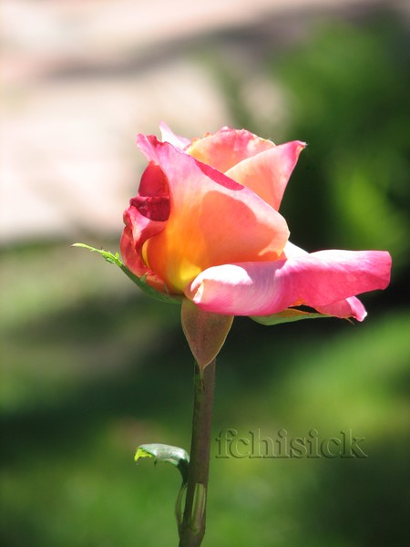 Pink Verigated Rose Bud 