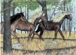 Wild horses in the woods.