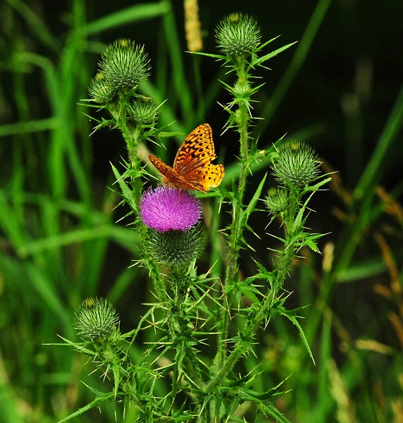 Butterfly & Bull Thistle