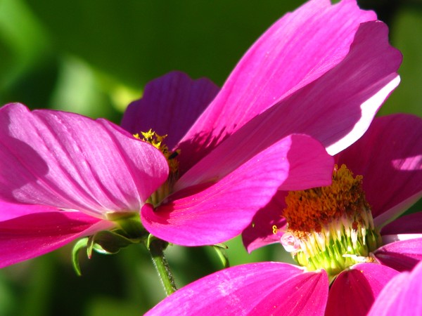 city florals..pink