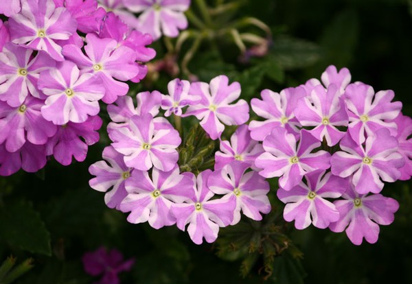 Purple and White on the same petals