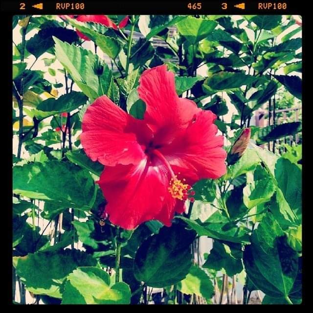Hibiscus at Home