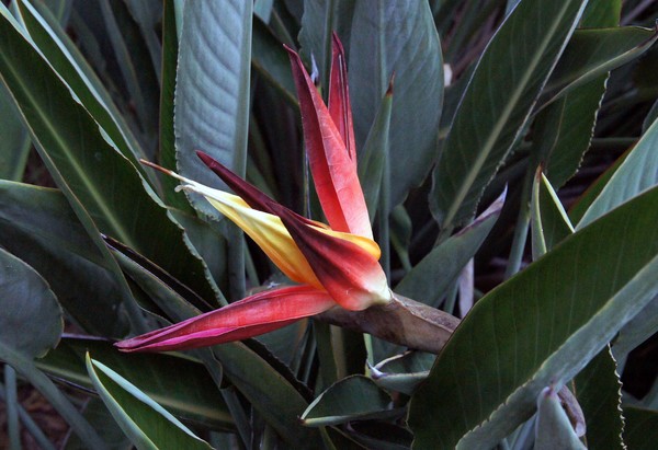 Tropical Flora 12/16/2011