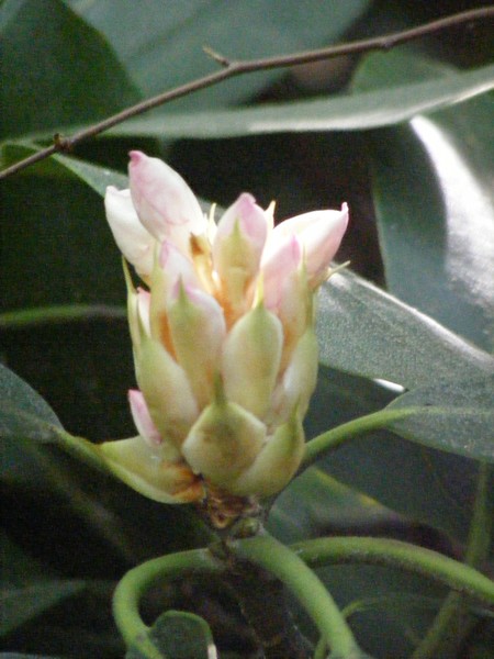 Mountain Laurel Bud