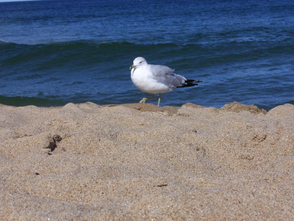 seagull by the sea