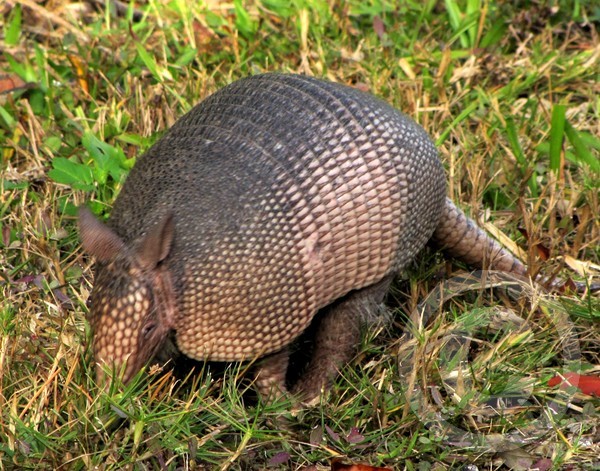 armadillo