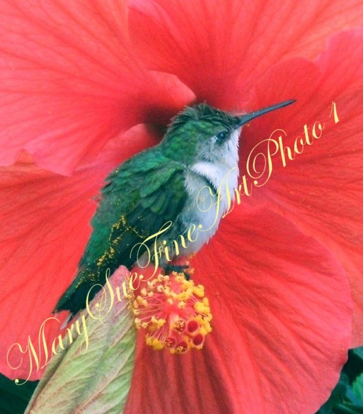 HUMMINGBIRD ON PISTIL OF HIBISCUS