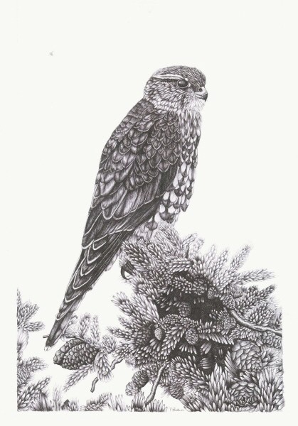 Merlin (Bird of Prey)