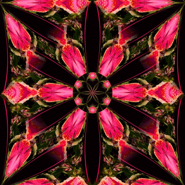 DESIGN 117 - Floral Fury