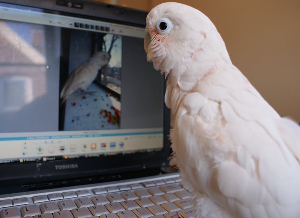 Boo looks at pictures
