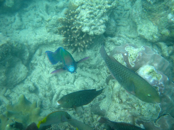 Under Water Snorkeling Photos