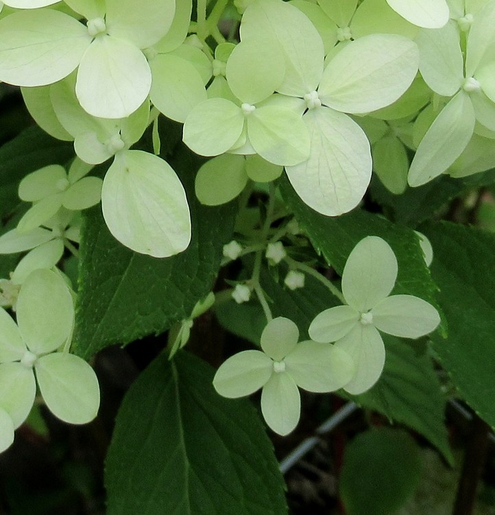 HYDRANGEA