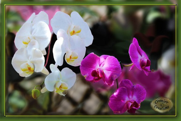 Orchids - pink and white