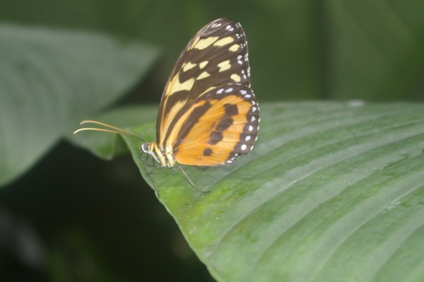 Niagara Butterfly Conservatory 30
