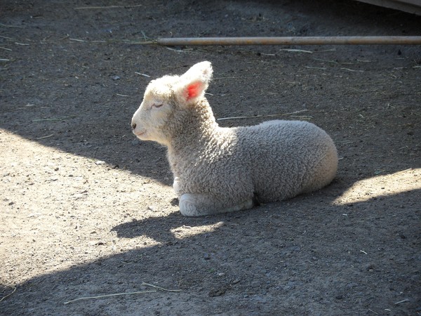 Little Lamb