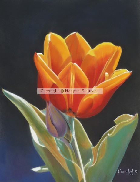 Translucent Tulip