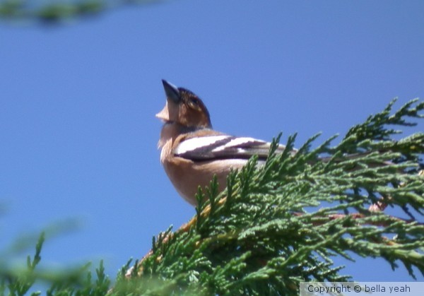 beautiful singer