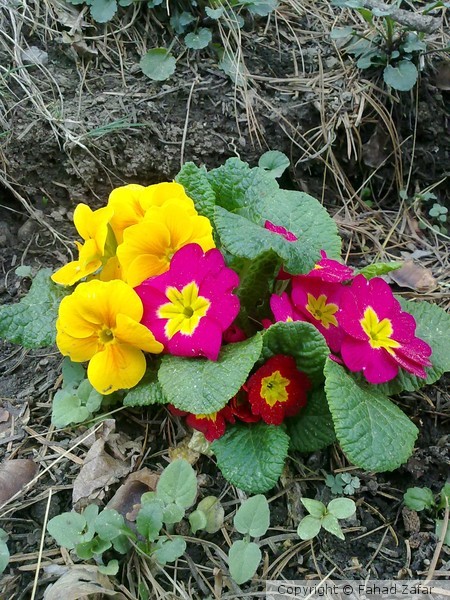 Nature's bouquet at Changla Gali.