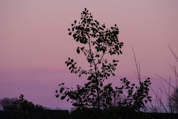 Purple Sky