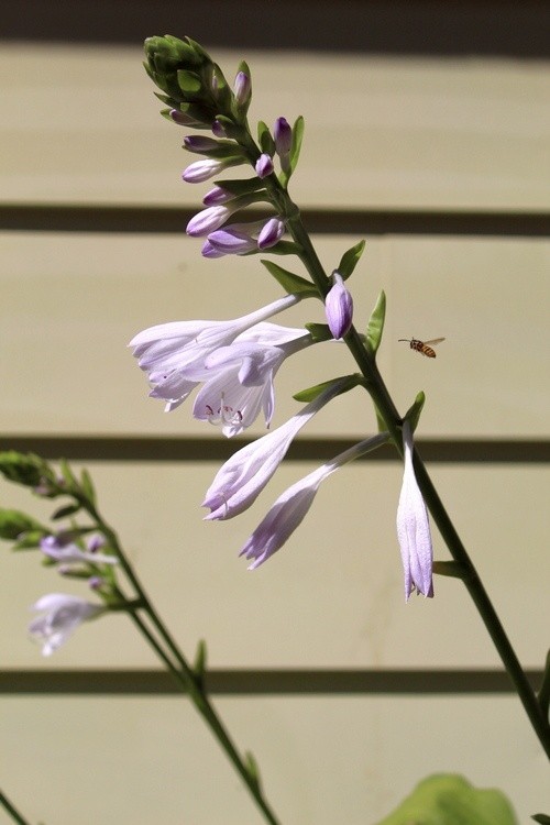 Hostas and the Bee
