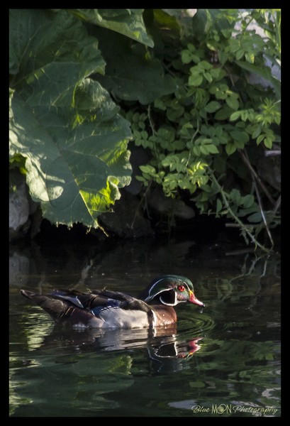 Wood Duck 2