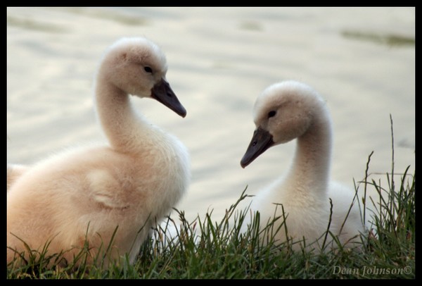 Sibling Swans