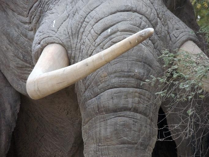ivory tusk animals elephant