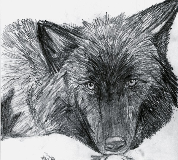 Black Wolf