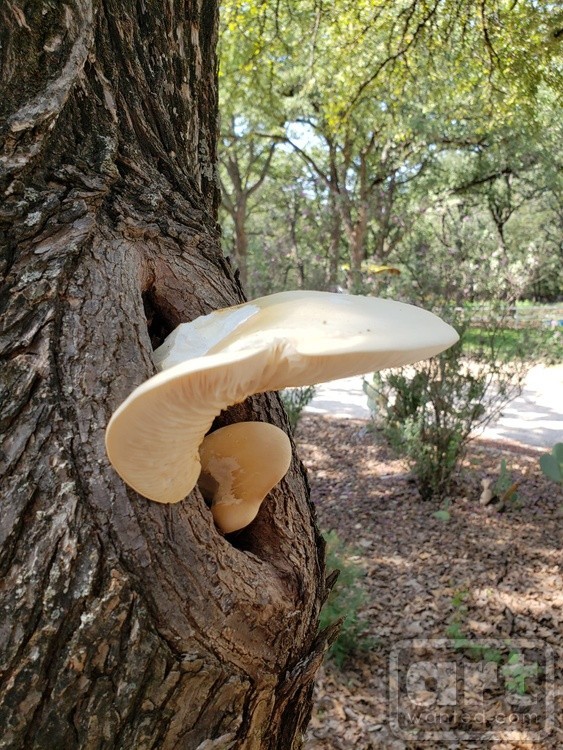 Mushroom in knot on an Elm Tree