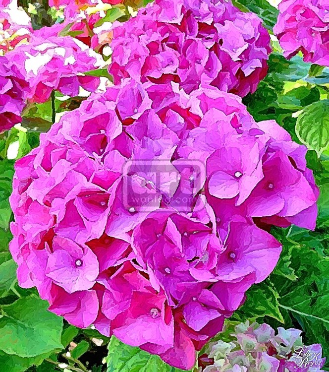 Fuchsia Hydrangea