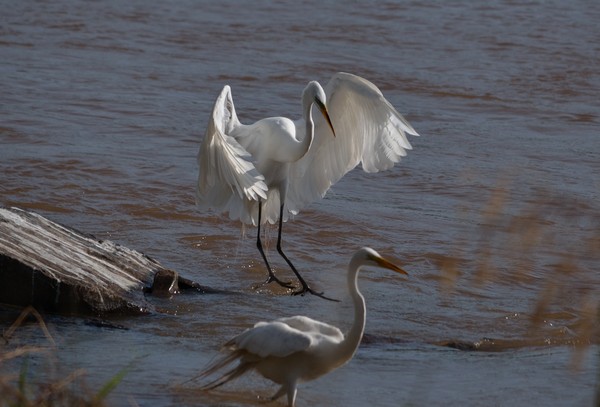 Walking on water