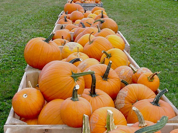 pick-a-pumpkin