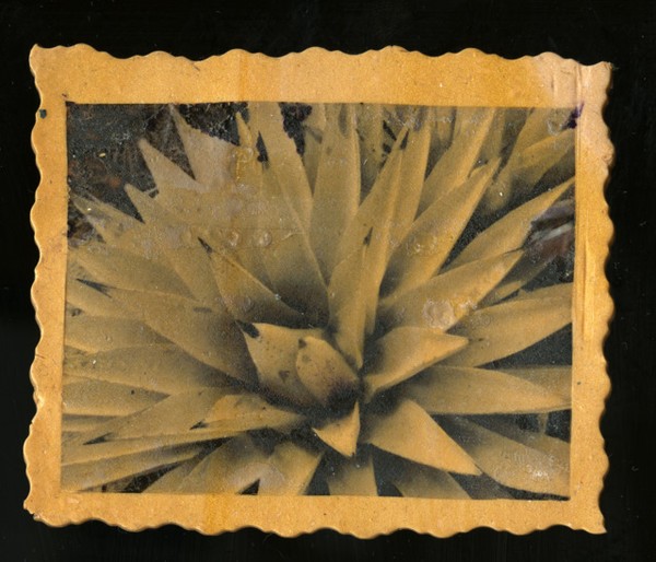 IMAGE TRANSFER Desert Agave