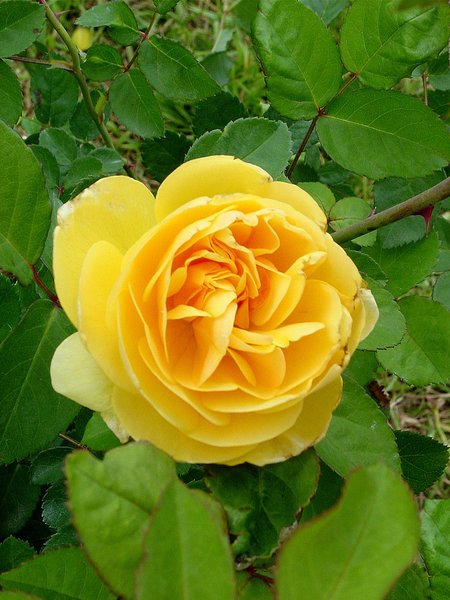 Yellow Rose in Texas