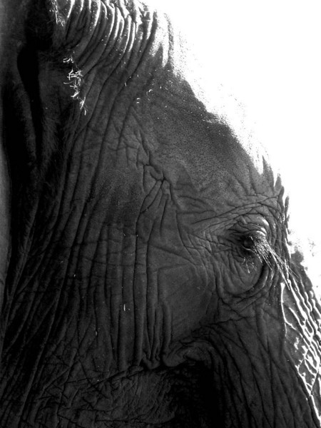 Elephant eye