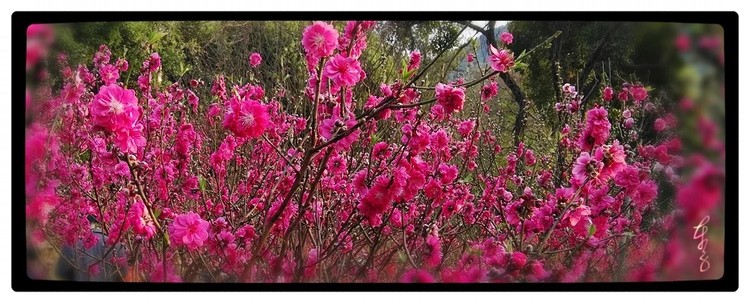 Peach Flowers of Last Spring (continued)