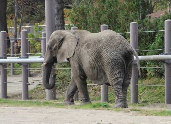 Roger williams zoo elephant