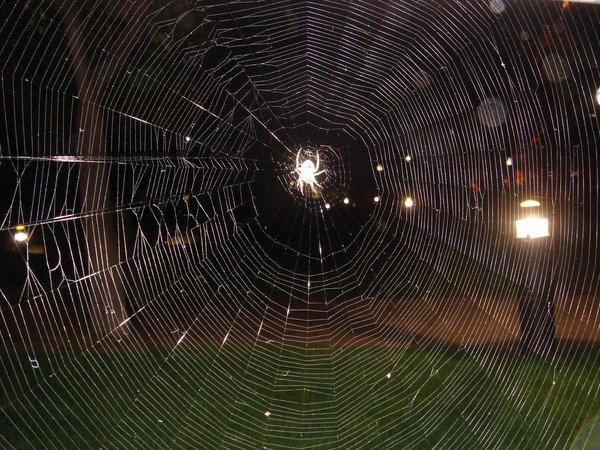 Lightning Spider's Web