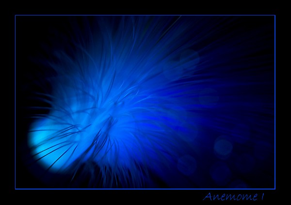 Anemone I
