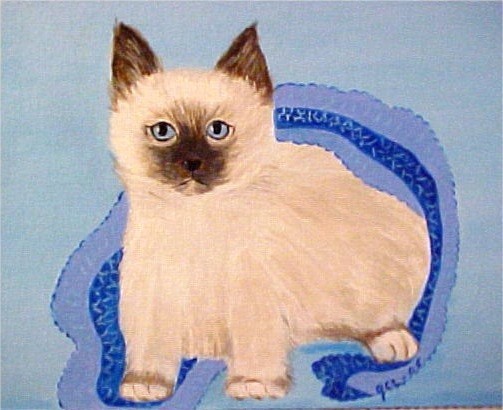 Birman Kitten