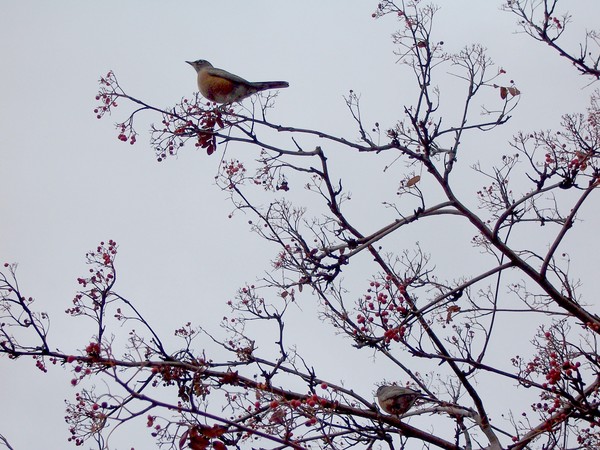 Birds on Pock-tree