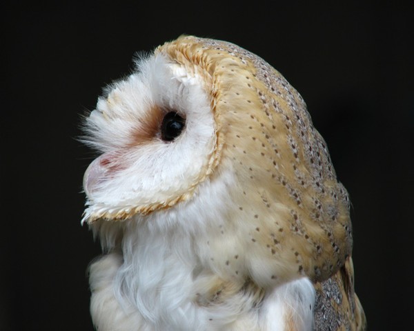 European Barn Owl