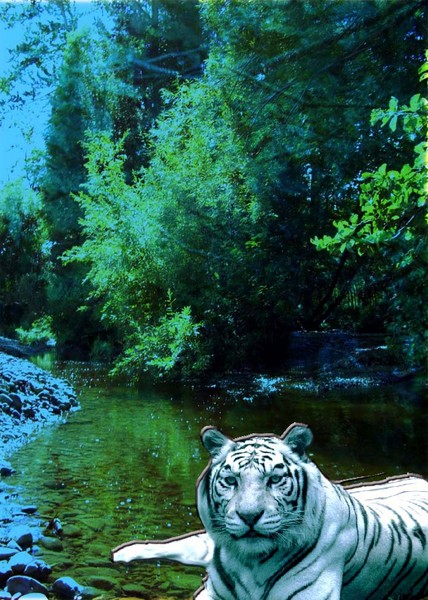 Tropical Artic Tiger