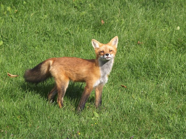 Foxy Lady 02