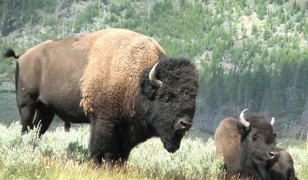 The Bison in Yellowstone