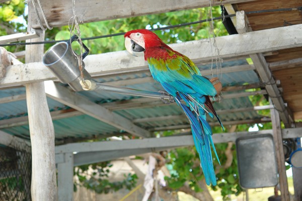 A multicolour parrot