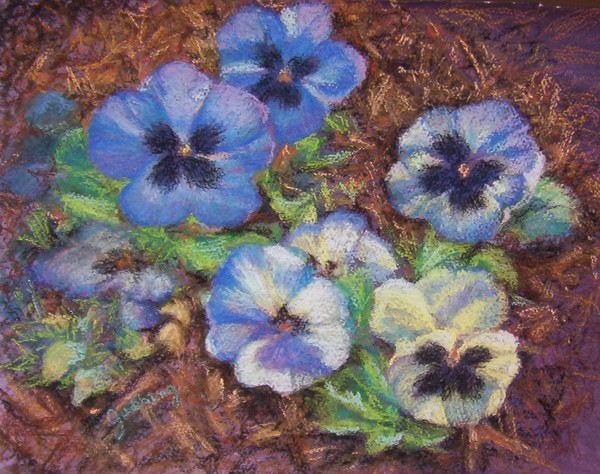 Purple Pansies