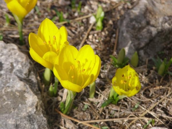 Yellow Flowers