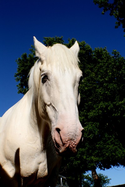 white horse-farm