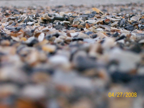 tiny shells on beach on ocean